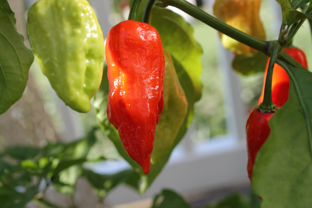 Ripe red Ghost Pepper (Bhut Jolokia) pod on the plant — grown at Clovers Garden