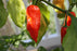 Ripe red Ghost Pepper (Bhut Jolokia) pod on the plant — grown at Clovers Garden