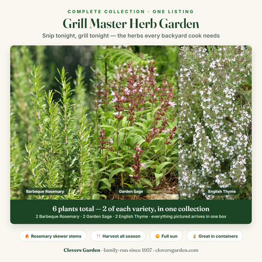 Grill Master Herb Garden — 2 Barbeque Rosemary, 2 Garden Sage and 2 English Thyme live plants