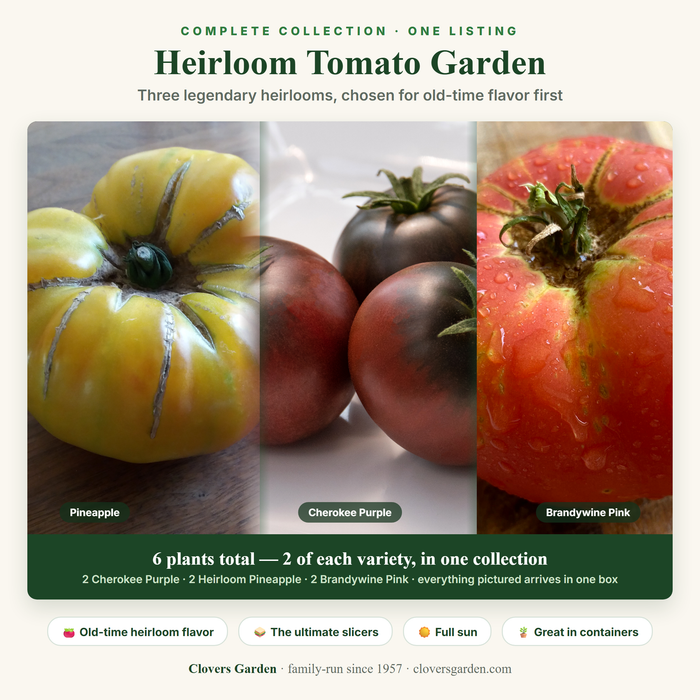 Heirloom Tomato Garden — 2 Cherokee Purple, 2 Heirloom Pineapple and 2 Brandywine Pink live plants