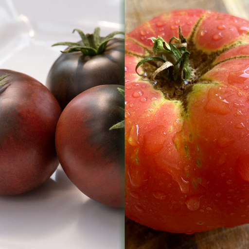 Cherokee Purple and Brandywine Pink heirloom tomatoes fresh from the garden