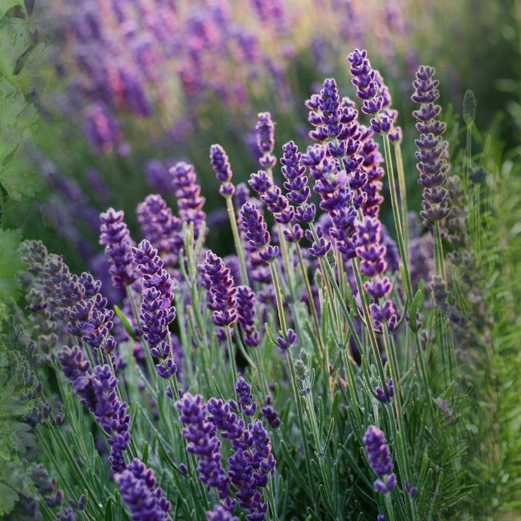 Parsley, lavender and rosemary herbs