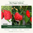 Hot Pepper Inferno — 2 Carolina Reaper, 2 Trinidad Moruga Scorpion and 2 Ghost Pepper live plants