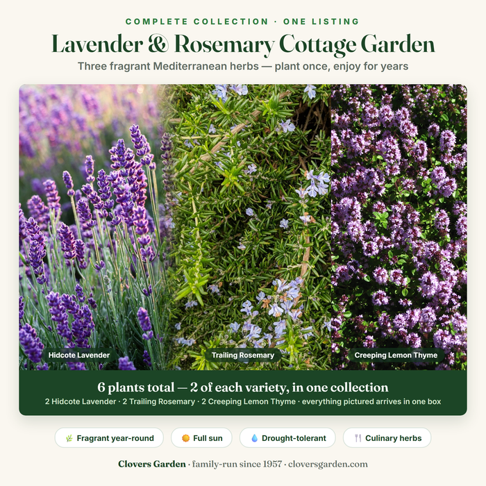 Lavender & Rosemary Cottage Garden — 2 Hidcote Lavender, 2 Trailing Rosemary and 2 Creeping Lemon Thyme live plants