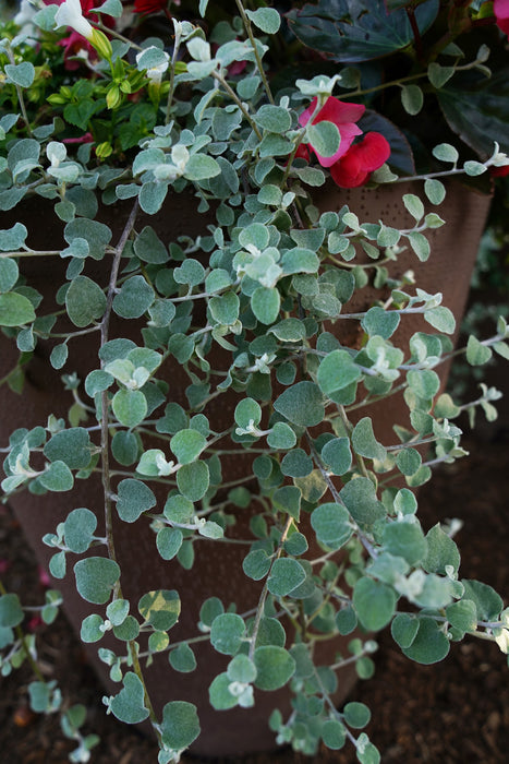 Silver Licorice Vine plant (Helichrysum petiolare)