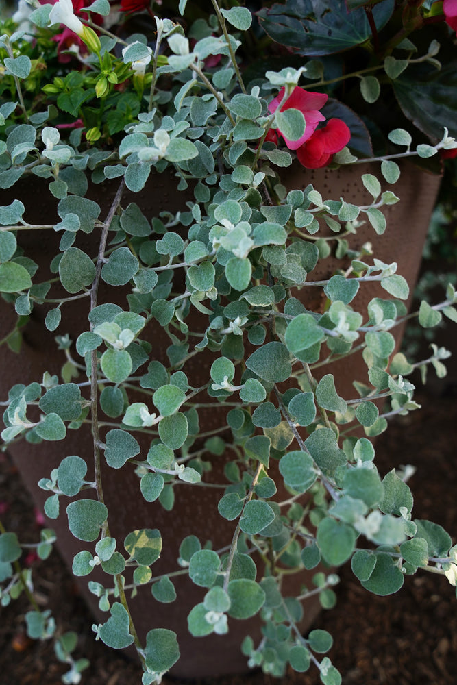 Silver Licorice Vine plant (Helichrysum petiolare)