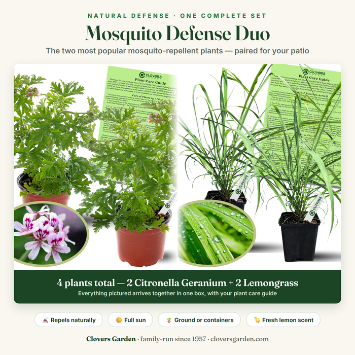 Mosquito Defense Duo — 4 plants total: 2 Citronella Geranium and 2 Lemongrass in one box