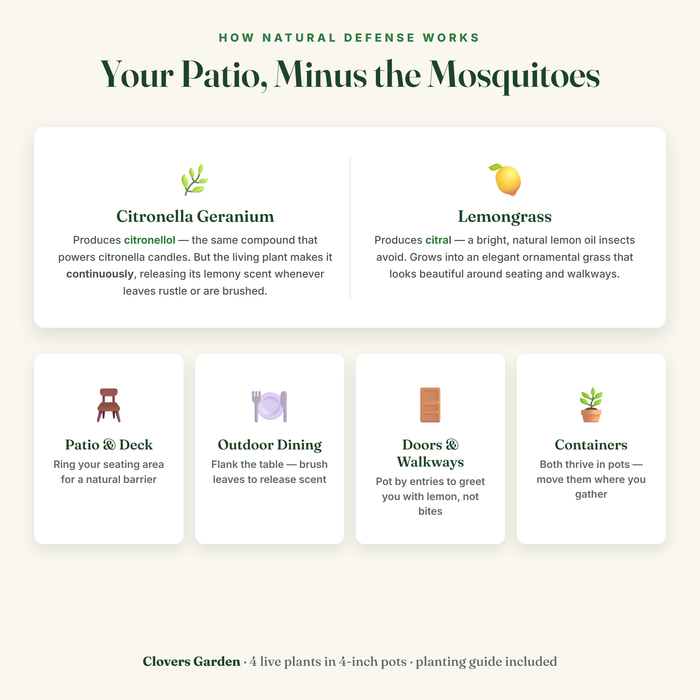 How natural mosquito defense works — citronellol and citral, patio placement guide