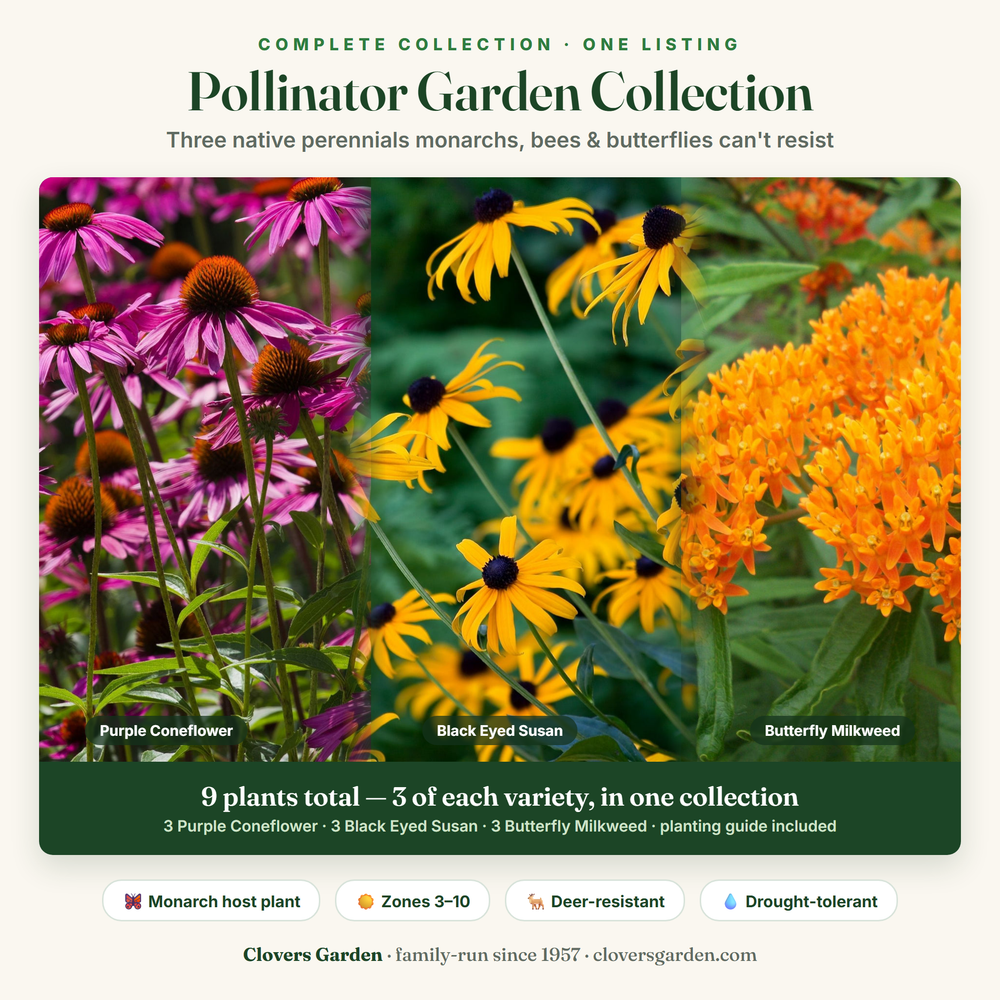Pollinator Garden Collection — 9 plants total: 3 Purple Coneflower, 3 Black Eyed Susan, 3 Butterfly Milkweed
