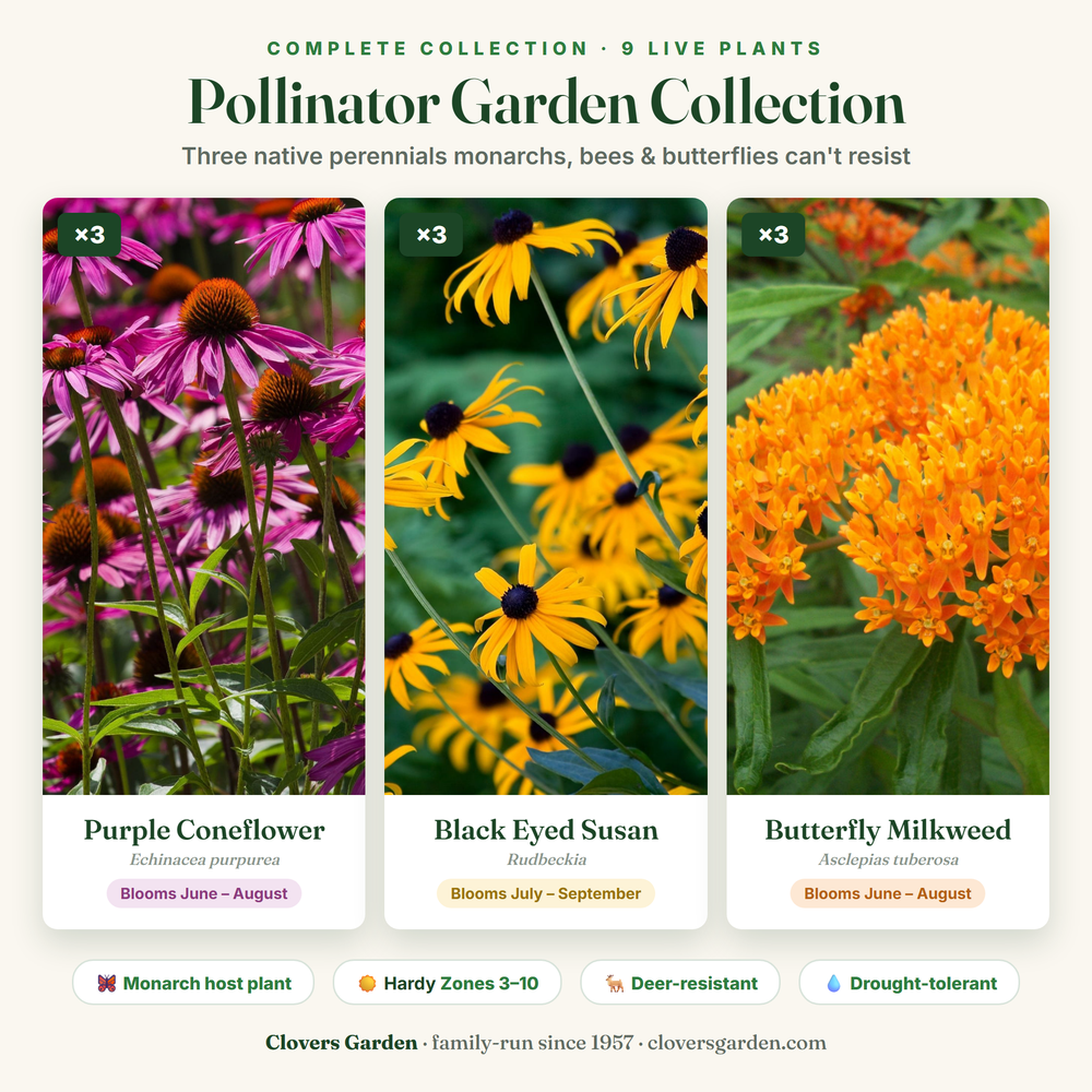 Pollinator Garden Collection — 9 live native perennials: Purple Coneflower, Black Eyed Susan, Butterfly Milkweed