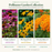 Pollinator Garden Collection — 9 live native perennials: Purple Coneflower, Black Eyed Susan, Butterfly Milkweed
