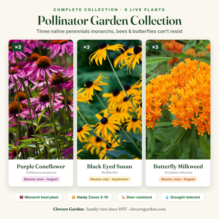 Pollinator Garden Collection — 9 live native perennials: Purple Coneflower, Black Eyed Susan, Butterfly Milkweed
