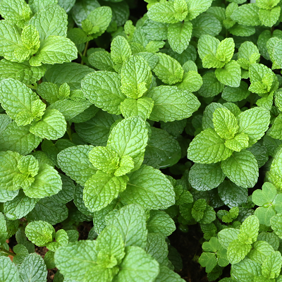 Spearmint plant