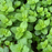 Spearmint plant