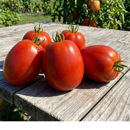 Super Sauce Tomato Plants | Two Live Plants | Non-GMO | Giant Paste Tomato, Thick Meaty Flesh, Perfect for Sauce & Canning
