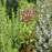 Grill Master Herb Garden — rosemary, sage, and thyme growing together
