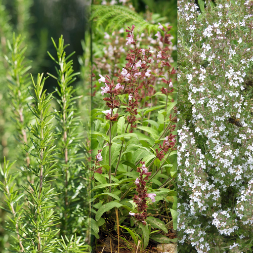 Grill Master Herb Garden — rosemary, sage, and thyme growing together