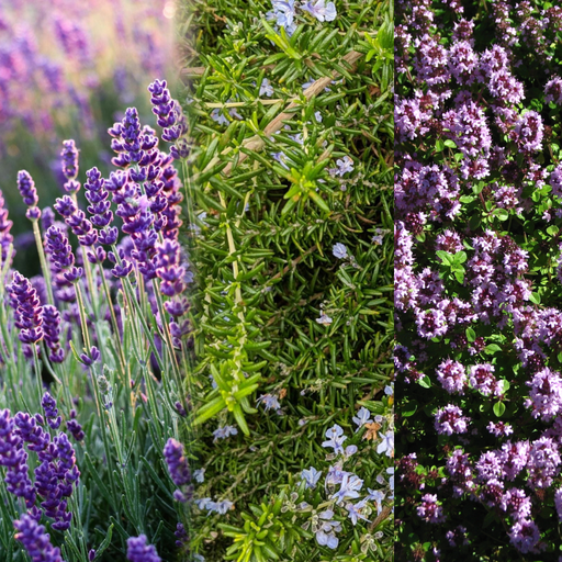 Lavender and Rosemary Cottage Garden — Hidcote lavender, trailing rosemary, and creeping thyme in bloom