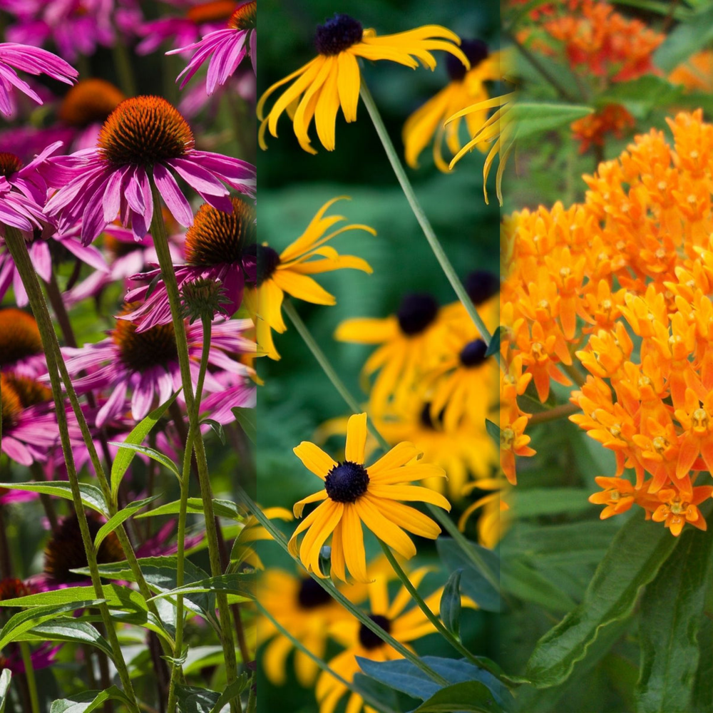 Pollinator Garden Collection — purple coneflower, black eyed susan, and butterfly milkweed in bloom