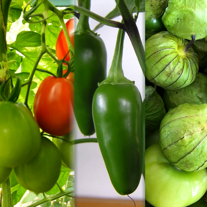 Salsa Garden Kit — San Marzano tomatoes, jalapeños, and tomatillos on the vine