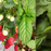 Strawberry Mojito Garden — strawberries, spearmint, and sweet basil