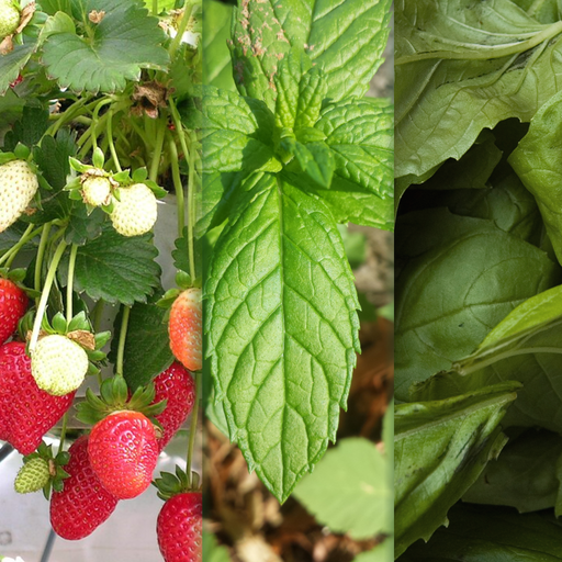 Strawberry Mojito Garden — strawberries, spearmint, and sweet basil