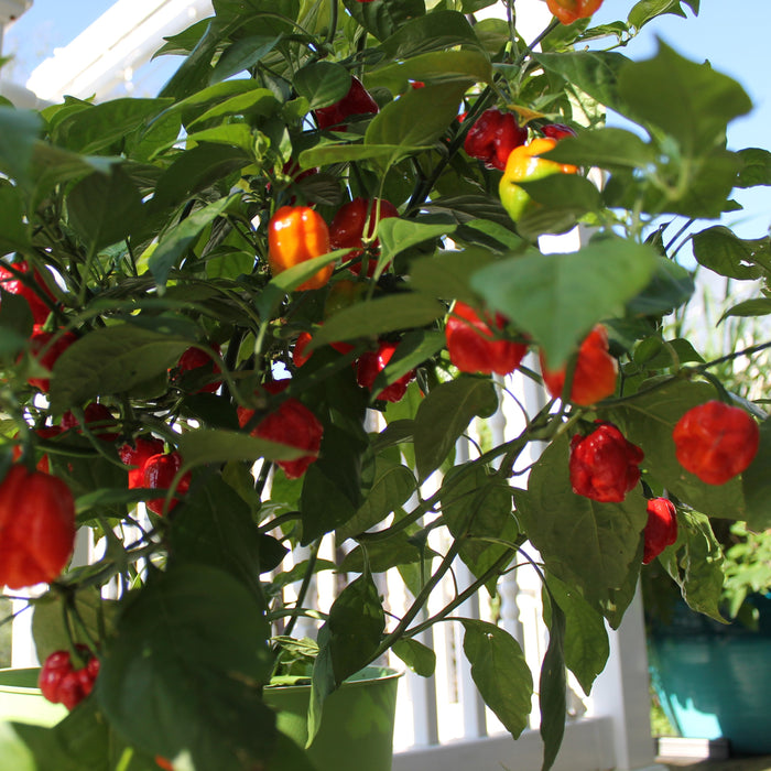 Trinidad Moruga Scorpion pepper plant with ripe red pods — grown at Clovers Garden