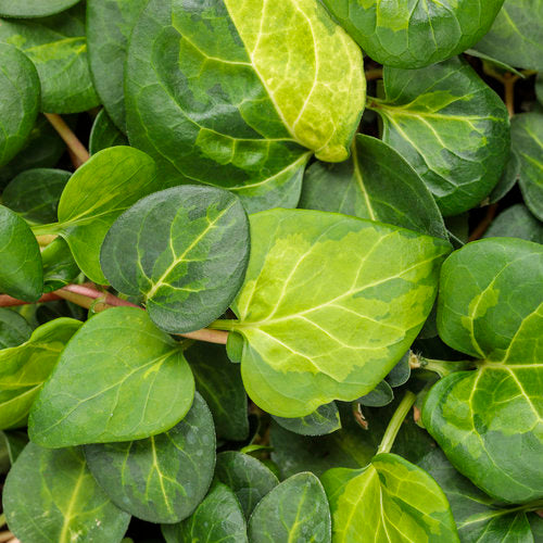Vinca Vine Maculata — yellow-center variegated periwinkle