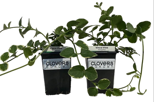 Variegated Vinca Vine, trailing