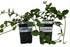 Variegated Vinca Vine, trailing