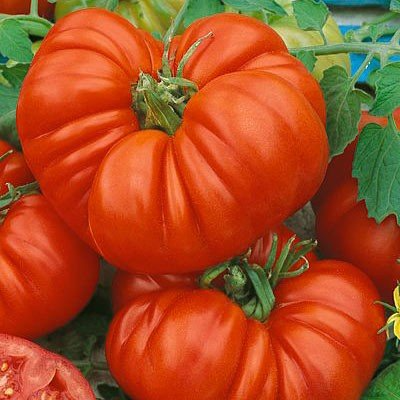 Beefsteak Tomato Plants - | Two Live Garden Plants | Non-GMO, Large Fruit, Crack-Resistant