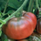 Black Krim Tomato Plants | Two Live Garden Plants | Non-GMO, Heirloom Beefsteak