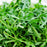 Arugula | Two Live Garden Plants | Non-GMO, Peppery Herb, Easy to Grow