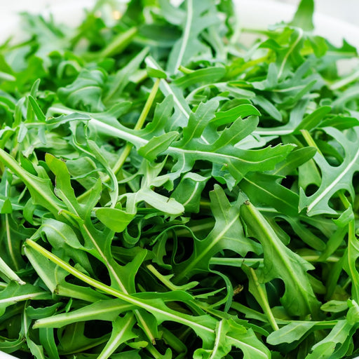 Arugula | Two Live Garden Plants | Heirloom | Non-GMO, Peppery Herb, Easy to Grow