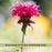 Bee Balm "Jacob Kline" (Monarda) | Two Live Plants | Non-GMO, Hardy Flowering Perennial, Pollinator Favorite