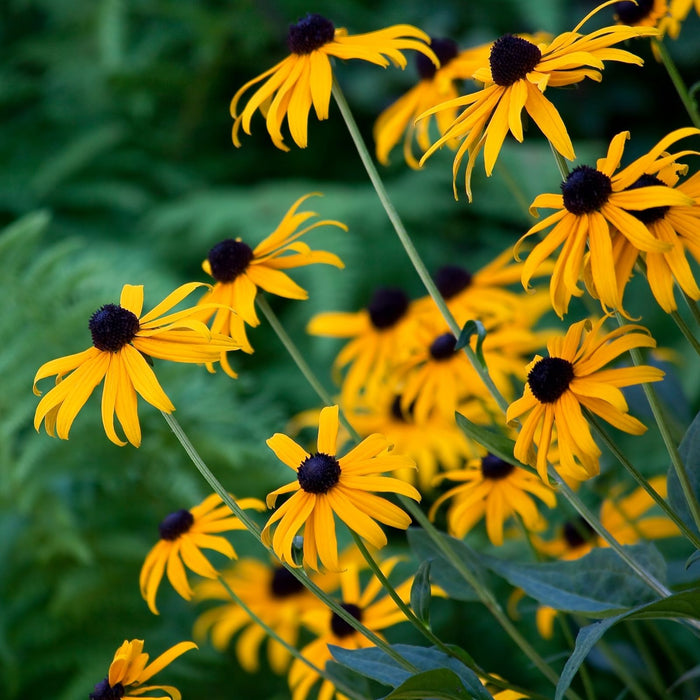 Black Eyed Susan (Rudbeckia) Plants | Two Live Plants | Non-GMO, Hardy Flowering Perennial, Pollinator Favorite