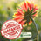 Blanket Flower "Arizona Sun" (Gaillardia)  | Two Live Plants | Non-GMO, Hardy Flowering Perennial, Pollinator Favorite