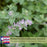 Catmint (Nepeta) Plants | Two Live Plants | Non-GMO, Hardy Flowering Perennial Herb, Pollinator Favorite