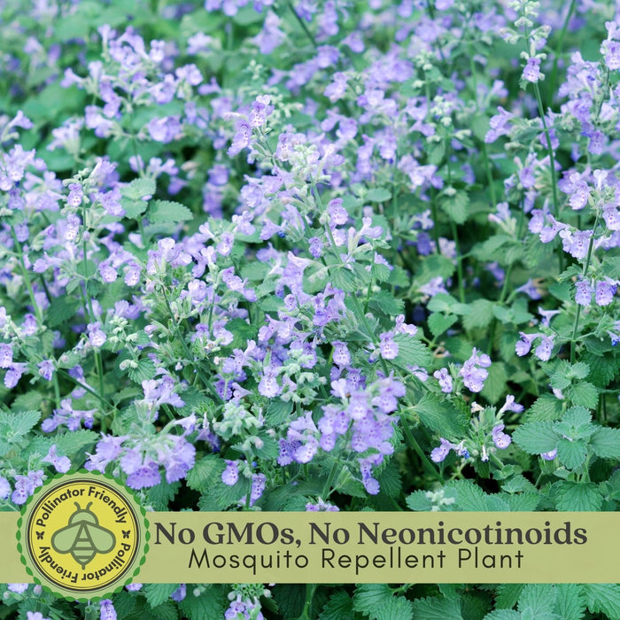 Catmint (Nepeta) Plants | Two Live Plants | Non-GMO, Hardy Flowering Perennial Herb, Pollinator Favorite