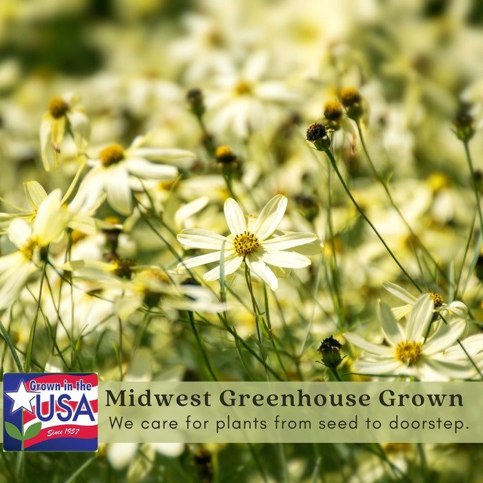 Coreopsis "Moonbeam" (Tickseed) Plants | Two Live Plants | Non-GMO, Hardy Flowering Perennial, Pollinator Favorite
