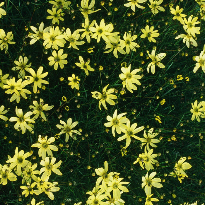 Coreopsis "Moonbeam" (Tickseed) Plants | Two Live Plants | Non-GMO, Hardy Flowering Perennial, Pollinator Favorite