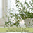 Garden Thyme | Two Live Herb Plants | Non-GMO, Drought Tolerant