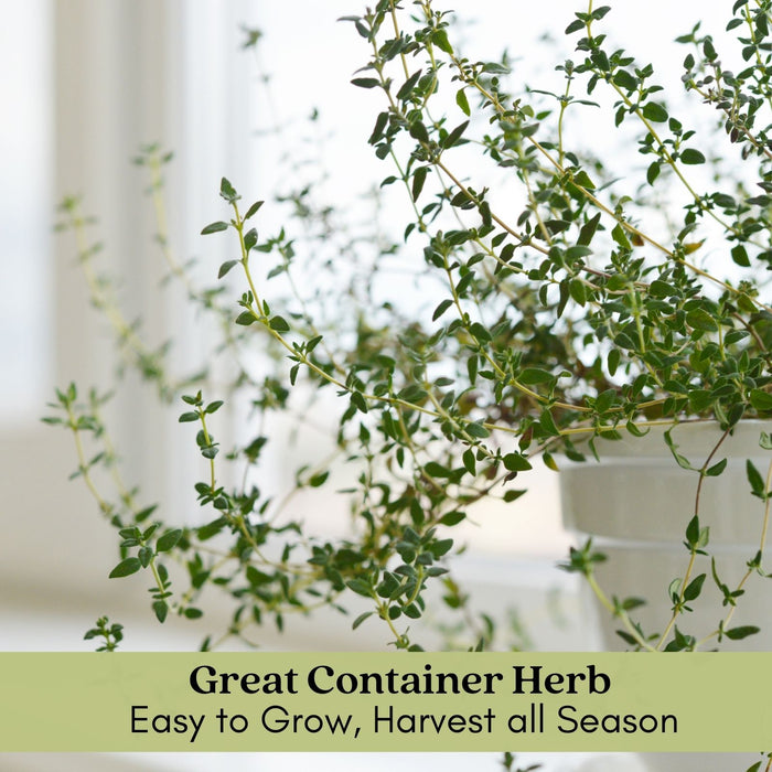 French Thyme | Two Live Herb Plants | Non-GMO, Fragrant, Low-Growth Herb