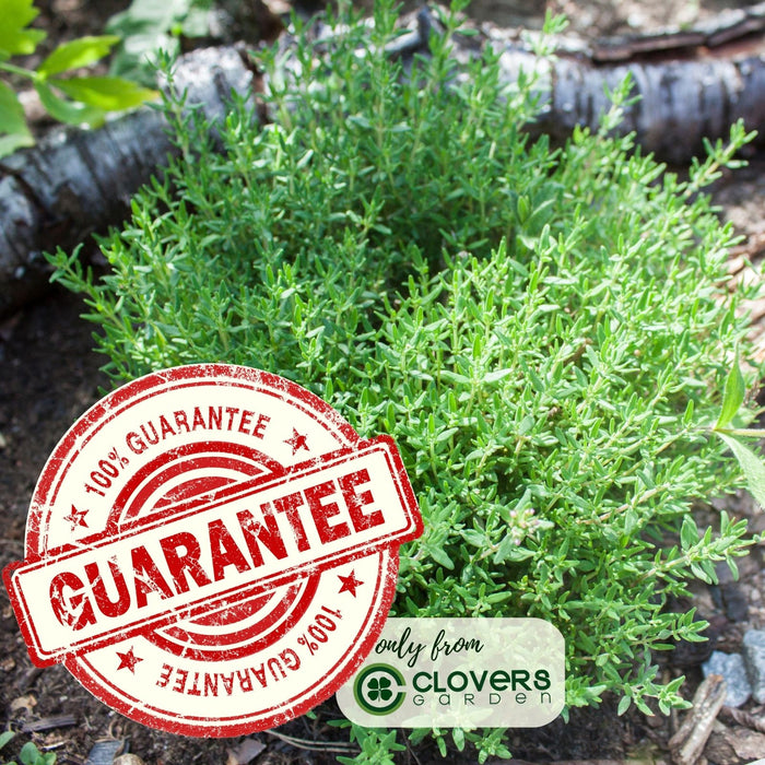 Garden Thyme | Two Live Herb Plants | Non-GMO, Drought Tolerant