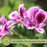 Citrosa Geranium Plant | Two Live Citronella Garden Plants | Non-GMO, Mosquito Repellent, Blooming, Edible