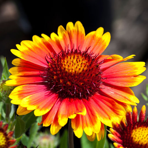 Blanket Flower Arizona Sun (Gaillardia)  | Two Live Plants | Non-GMO, Hardy Flowering Perennial, Pollinator Favorite