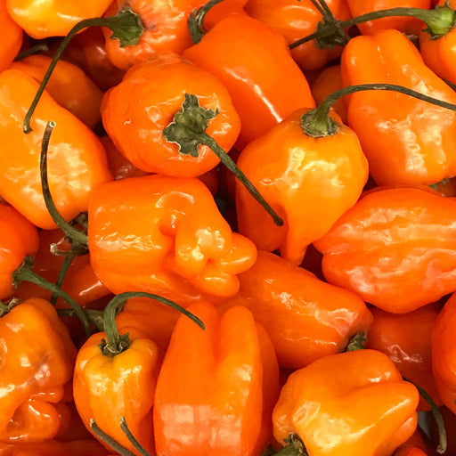 Habanero Hot Peppers | Two Live Veggie Garden Plants | Non-GMO, 275K SHU, Citrusy Flavor