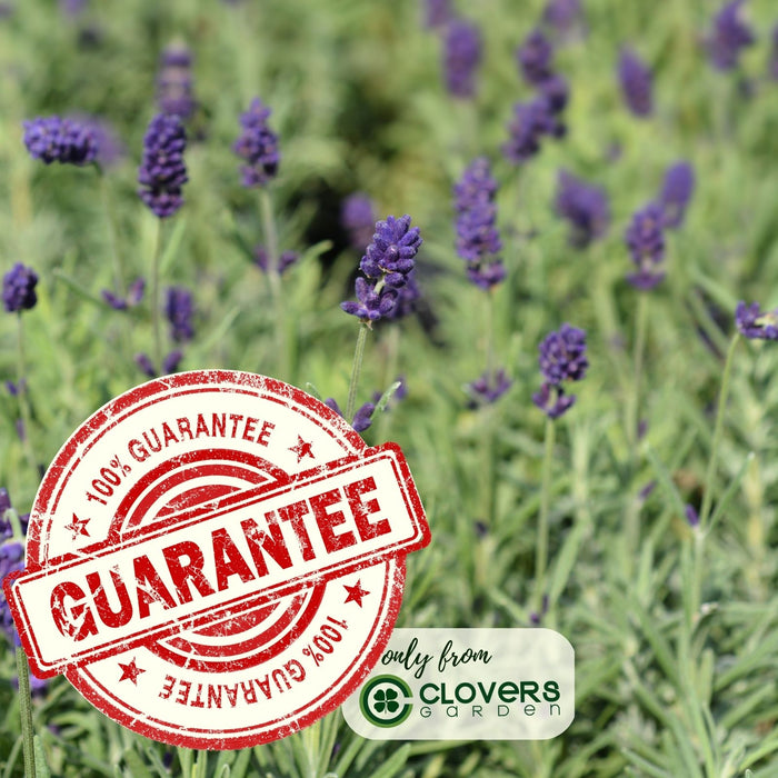French Lavender | Two Live Herb Plants | Non-GMO, Everblooming, Mild Scent, Dries Well