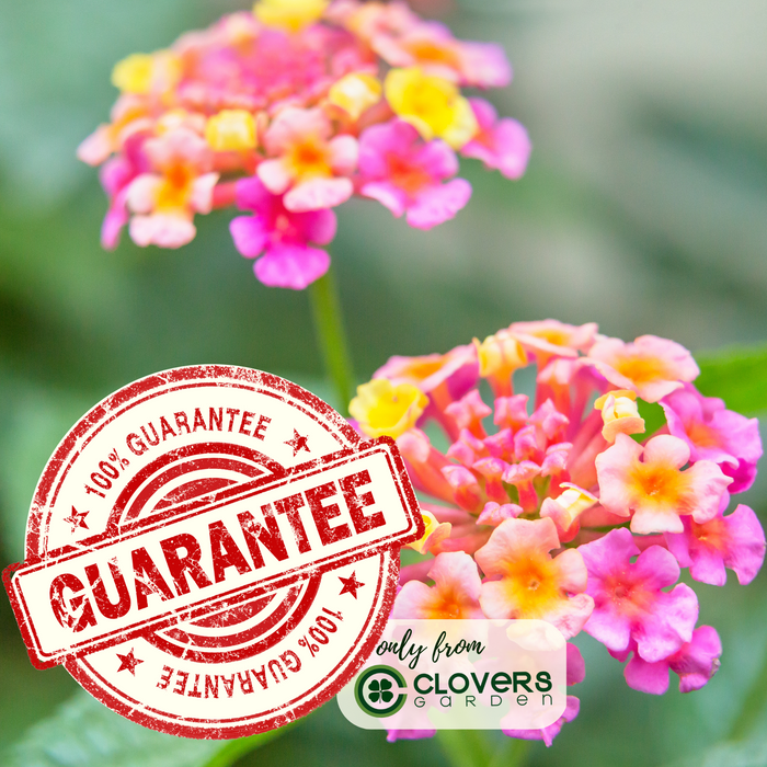 Lantana Camara Flowering | Two Live Plants | Non-GMO, Mosquito Repellent Plant, Thrives in Hot & Dry Areas