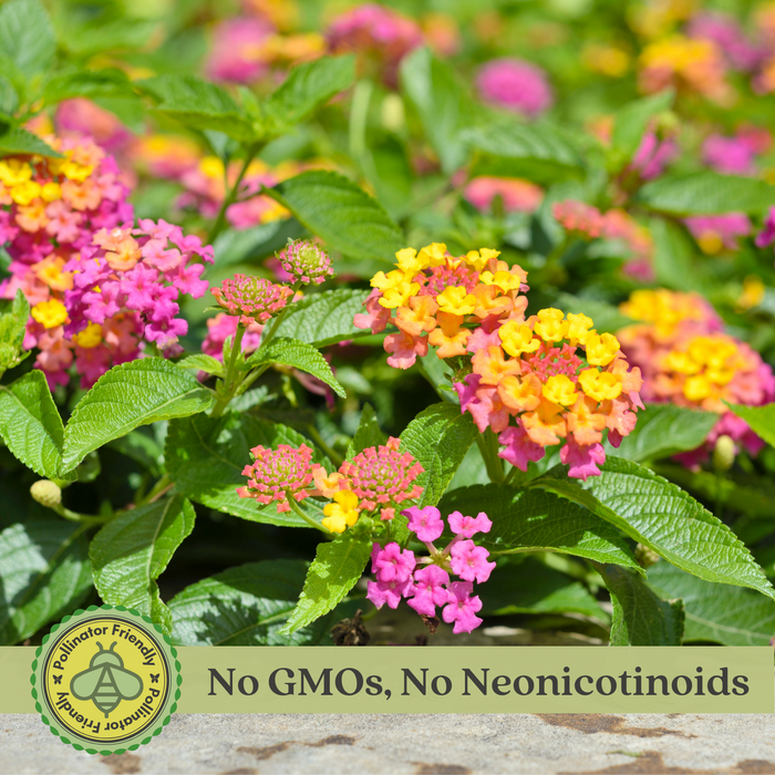 Lantana Camara Flowering | Two Live Plants | Non-GMO, Mosquito Repellent Plant, Thrives in Hot & Dry Areas